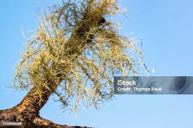 Attēlu rezultāti vaicājumam “Usnea filipendula”