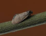 Attēlu rezultāti vaicājumam “Proutia betulina larva”