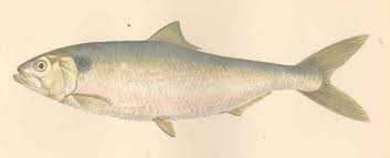 Image result for Alosa alosa