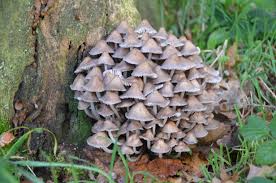 Attēlu rezultāti vaicājumam “Mycena stipata”