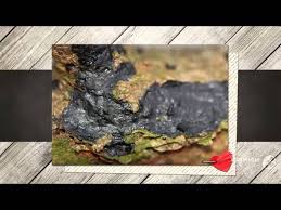 Attēlu rezultāti vaicājumam “Collema flaccidum”