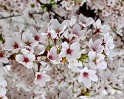 Attēlu rezultāti vaicājumam “Prunus (sakura)”