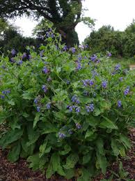 Attēlu rezultāti vaicājumam “Symphytum asperum flower”