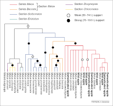 Attēlu rezultāti vaicājumam “Malus mandshurica fruit”