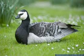 Attēlu rezultāti vaicājumam “Branta leucopsis adult”