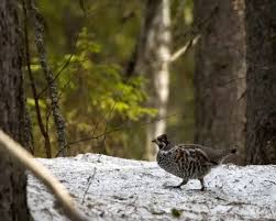 Attēlu rezultāti vaicājumam “Bonasa bonasia eggs”