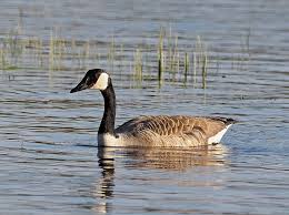 Image result for Branta canadensis