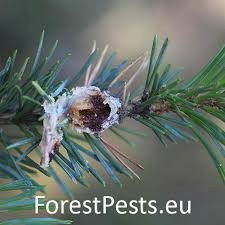 Attēlu rezultāti vaicājumam “Retinia resinella”