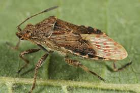 Attēlu rezultāti vaicājumam “Rhopalus maculatus imago”