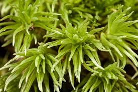 Attēlu rezultāti vaicājumam “Leucobryum glaucum”