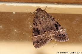 Attēlu rezultāti vaicājumam “Amphipyra pyramidea”