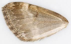 Attēlu rezultāti vaicājumam “Perizoma affinitata”