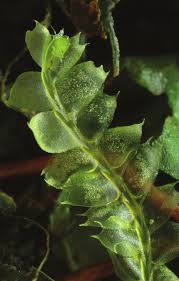 Attēlu rezultāti vaicājumam “Lophocolea bidentata”