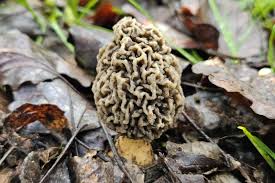 Attēlu rezultāti vaicājumam “Ceratiomyxa morchella macro”