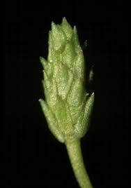 Attēlu rezultāti vaicājumam “Myosurus minimus flower”