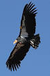 California Condor - Wikipedia, the free encyclopedia
