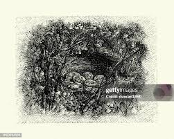 Attēlu rezultāti vaicājumam “Emberiza schoeniclus eggs”