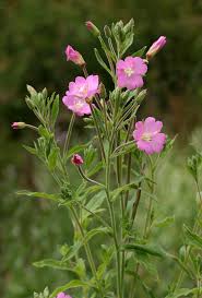 Attēlu rezultāti vaicājumam “Epilobium hirsutum”