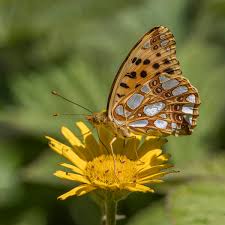 Attēlu rezultāti vaicājumam “Issoria lathonia upperside”