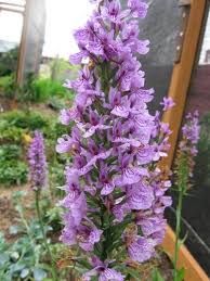 Attēlu rezultāti vaicājumam “Dactylorhiza fuchsii flower”