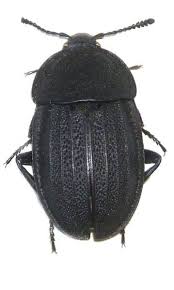 Attēlu rezultāti vaicājumam “Silpha obscura”