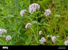 Attēlu rezultāti vaicājumam “Peucedanum palustre leaf”