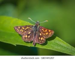 Attēlu rezultāti vaicājumam “Carterocephalus palaemon upperside”