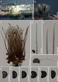 Attēlu rezultāti vaicājumam “Stemonitis foliicola stalked”