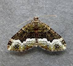 Attēlu rezultāti vaicājumam “Spargania luctuata”