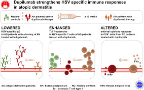 Attēlu rezultāti vaicājumam “Diderma simplex”