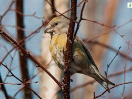Attēlu rezultāti vaicājumam “Loxia pytyopsittacus male”