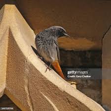 Attēlu rezultāti vaicājumam “Phoenicurus ochruros”