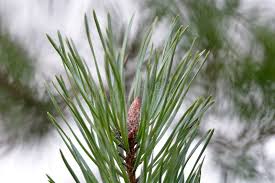 Attēlu rezultāti vaicājumam “Pinus sylvestris leaf”