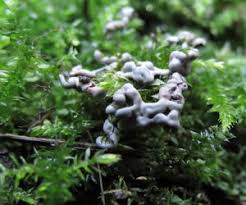 Attēlu rezultāti vaicājumam “Diderma deplanatum sessile”