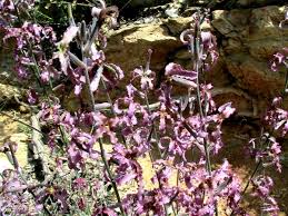 Image result for Levkoje