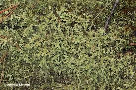 Attēlu rezultāti vaicājumam “Cladonia parasitica”