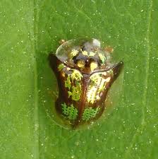 Attēlu rezultāti vaicājumam “Tortula lingulata macro”
