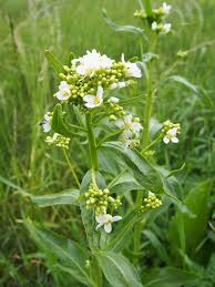 Attēlu rezultāti vaicājumam “Armoracia rusticana flower”