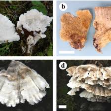 Attēlu rezultāti vaicājumam “Postia rennyi”