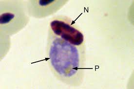 Attēlu rezultāti vaicājumam “Diderma cingulatum plasmodium”