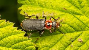 Attēlu rezultāti vaicājumam “Cantharis rustica imago”