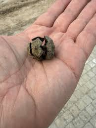 Attēlu rezultāti vaicājumam “Badhamia dubia spores”