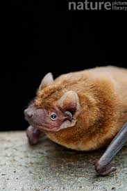 Attēlu rezultāti vaicājumam “Nyctalus noctula”