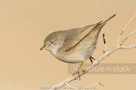 Image result for Sylvia nana