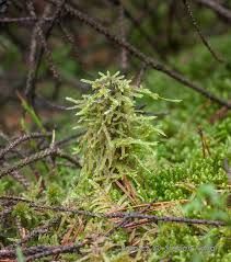 Attēlu rezultāti vaicājumam “Hypnum jutlandicum”