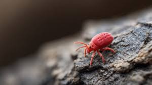 Attēlu rezultāti vaicājumam “Trombidiidae”