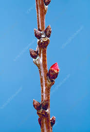 Attēlu rezultāti vaicājumam “Prunus armeniaca”