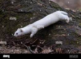 Attēlu rezultāti vaicājumam “Mustela nivalis”