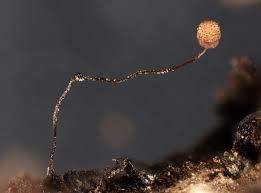 Attēlu rezultāti vaicājumam “Cribraria languescens”