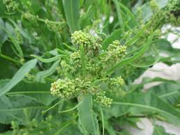 Attēlu rezultāti vaicājumam “Rumex hydrolapathum fruit”